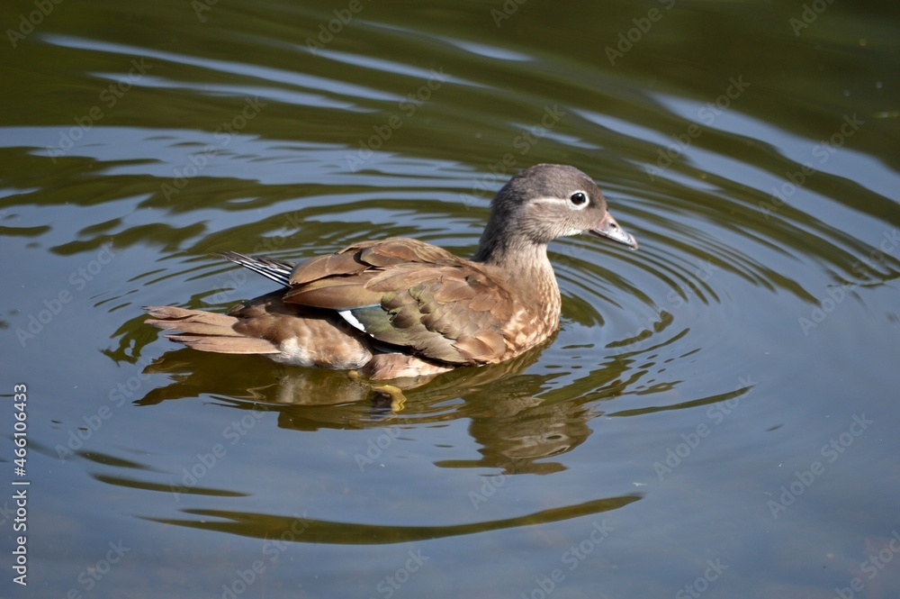 a duck swims across a clear lake