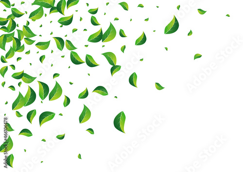 Grassy Leaves Ecology Vector White Background.