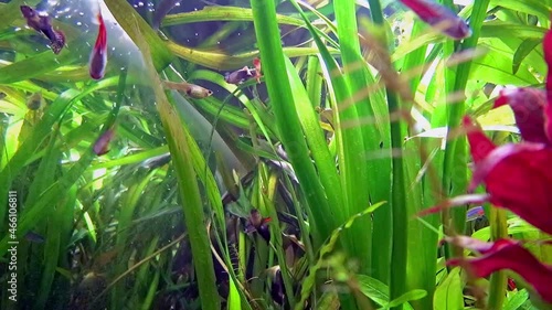 Guppy courting in a fish tank with various fishes and plants. photo