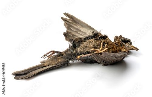 Dead blackbird