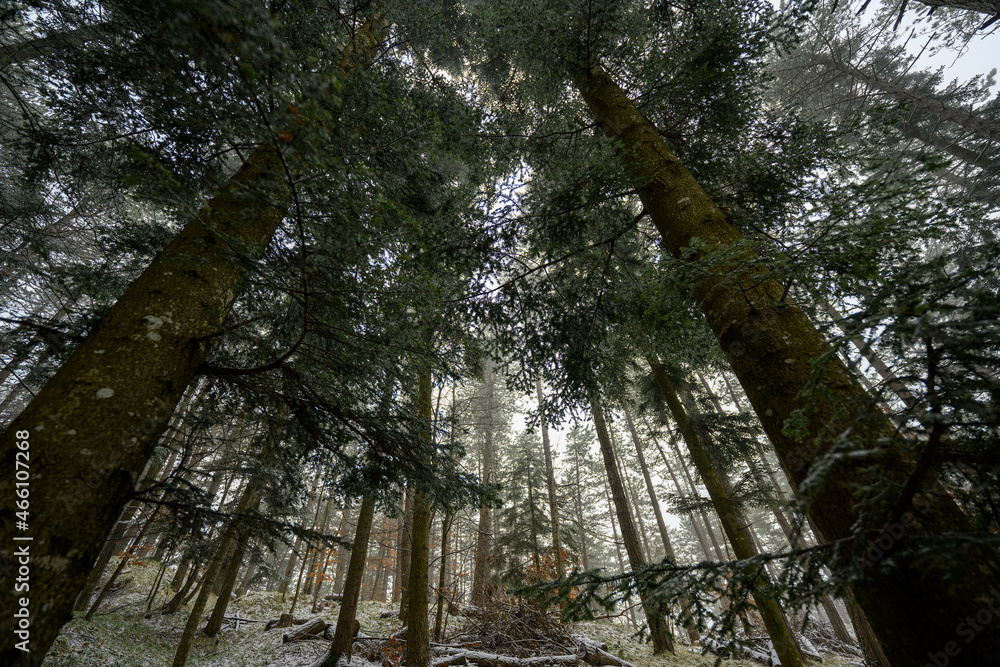 Naklejka premium autunno in appennino