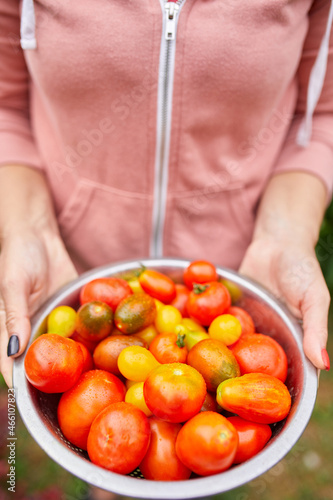Farmer woman holding box full of fresh raw tomatoes in the hands. Woman holding harvested tomato, local food, delivery, harvesting agricultural product for online selling