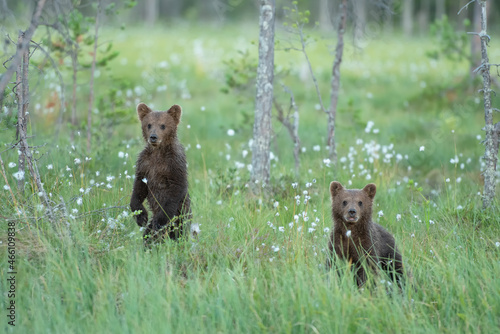 Two bear cubs standing on their hind legs on a finnish bog on a summer evening