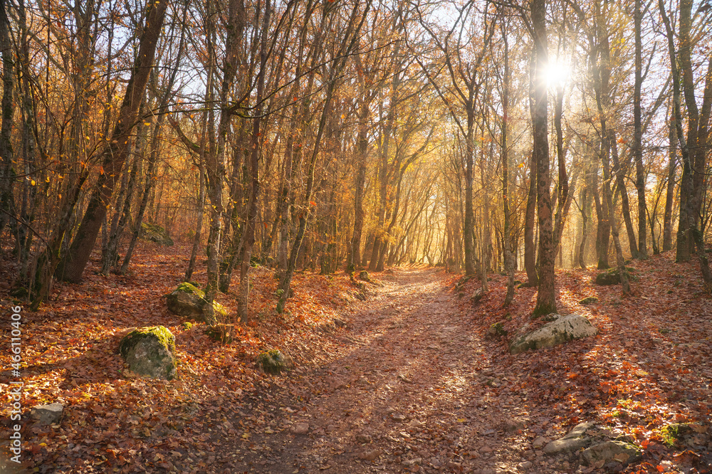 Autumn forest deep in mountain. Autumn forest deep in mountain.