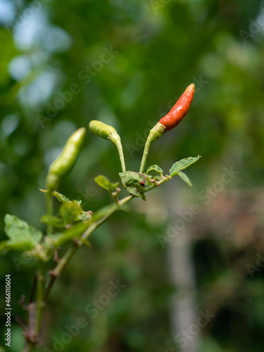 Natural chilies contain no pesticides. bird's eye chilli.
