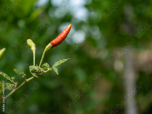 Natural chilies contain no pesticides. bird's eye chilli.