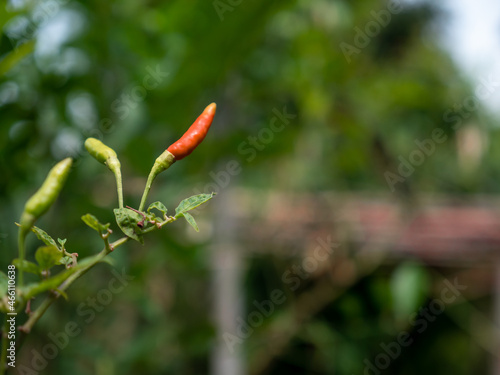 Natural chilies contain no pesticides. bird's eye chilli.