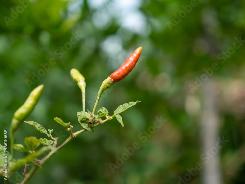 Natural chilies contain no pesticides. bird's eye chilli.