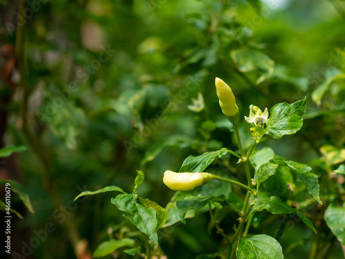 Natural chilies contain no pesticides. bird's eye chilli.