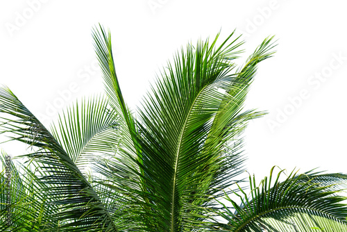 leaves of coconut tree isolated on white background, clipping path included. © pornsawan