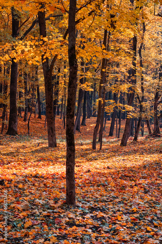 Colorful trees covered with multicolored leaves in a park. Autumn scenery outdoors in natural lighting conditions.