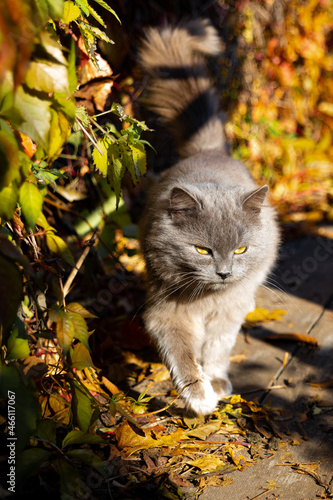 Fotografija A big, fluffy, gray cat defiles on a wooden platform
