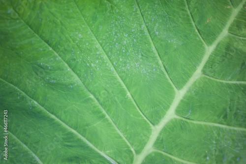 Pastazanum leaf close up texture. Green background