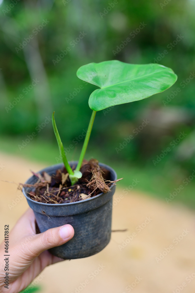 SHe picked up the seedling pot and looked at it. to check the integrity of the leaves and stems before posting them for sale on social media SHe picked up the seedling pot and looked at it. to check the integrity of the leaves and stems before posting them for sale on social media