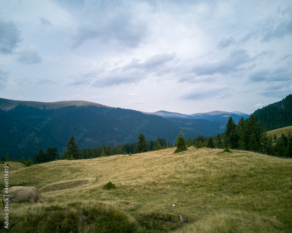 landscape in summer landscape in summer