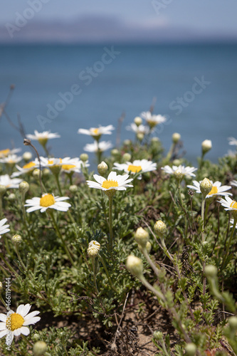 Chrysanthemum zawadskii flowers next to sea photo