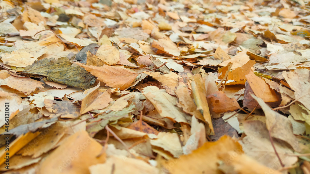 Lots of yellow dry leaves close-up. Autumn background. Lots of yellow dry leaves close-up. Autumn background.