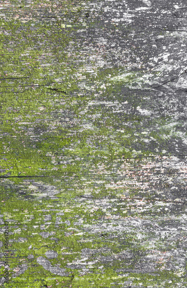 Fototapeta premium Wood background covered in moss and mold