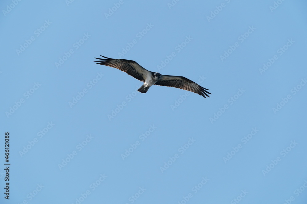 osprey in flight