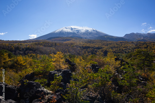 カラマツの紅葉と冠雪した浅間山