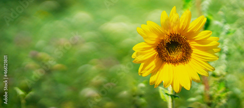 Bright sunflower flower on a green field background
