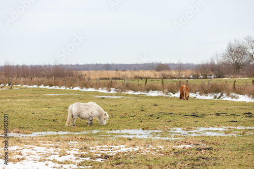 Fototapeta Naklejka Na Ścianę i Meble -  pony on a meadow in winter