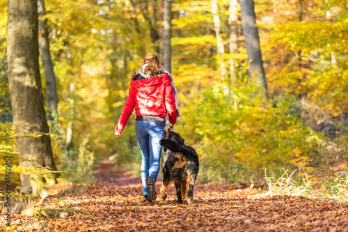 bernese mountain dog in autumn