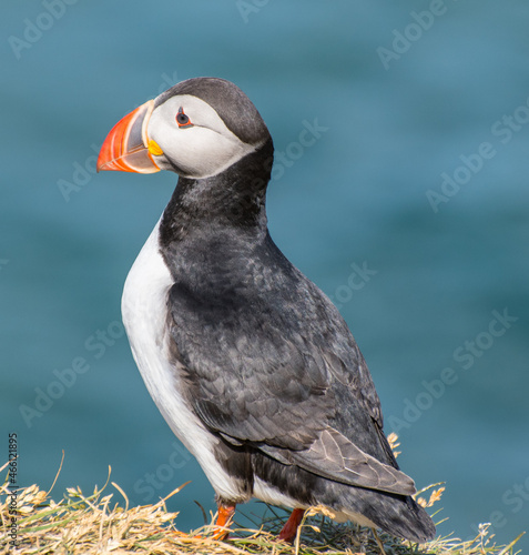 Puffin in the beautiful countryside nature of Hafnarholmi in Borgarfjordur Eystri in Iceland photo