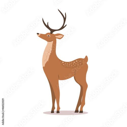 Cute noble sika deer. Reindeer with antlers on white background. Ruminant mammal animal. Vector illustration in flat cartoon style.