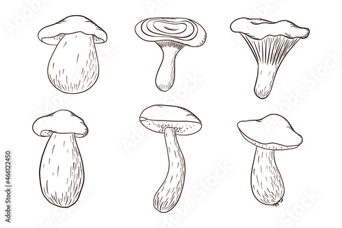 Edible Forest Mushrooms Collection. White mushroom, niscalo, boletus, chanterelle. Set of hand drawn mushrooms for coloring book, logo, sticker, print, menu design and decoration