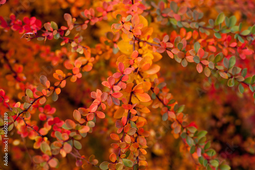 autumn red and orange bush leaves background