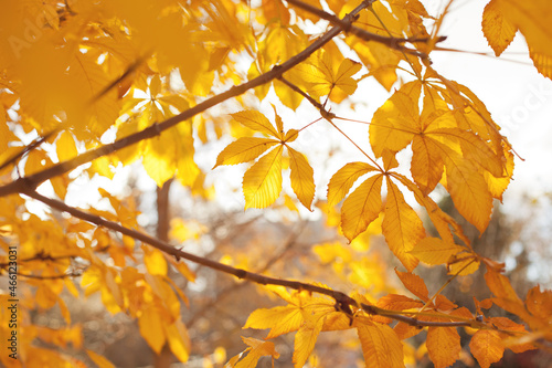 Yellow autumn leaves in the sun