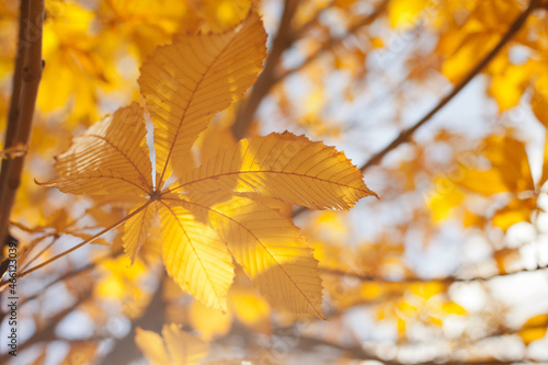 yellow autumn leaves on a tree closeup on sunny day 