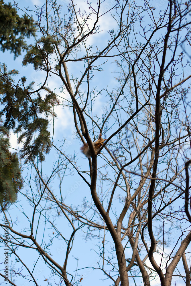 squirrel eating a nut on a tree in the park on sunny day squirrel eating a nut on a tree in the park on sunny day