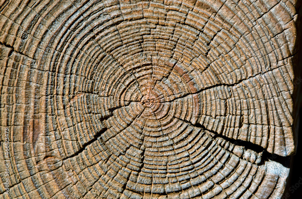 Naklejka premium The texture of the cut of an old log