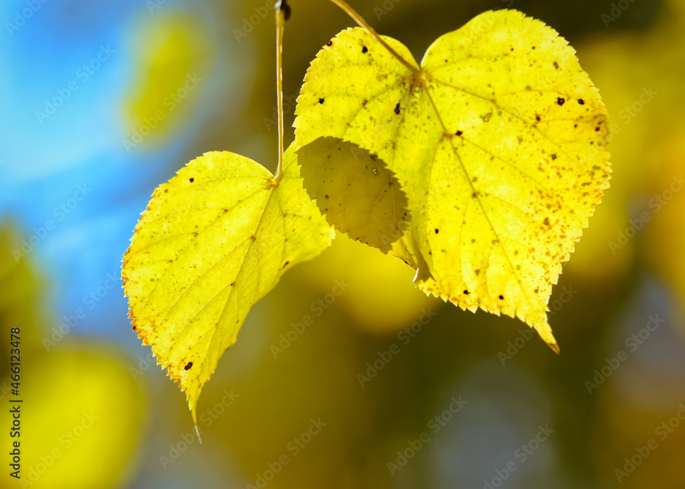Fototapeta premium Yellow autumn leaves illuminated by the sun