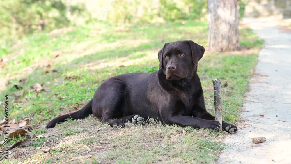 Chocolate Labrador Retriever lying on grass biting a wood. Dog in alert stop playing. Chocolate Labrador Retriever lying on grass biting a wood. Dog in alert stop playing.
