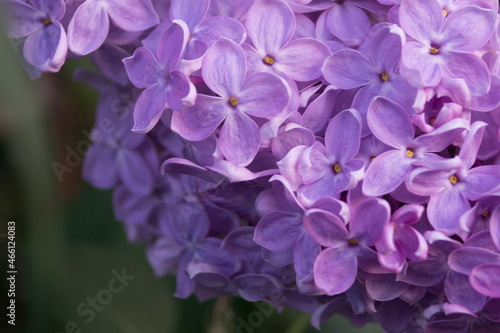 closeup lilac