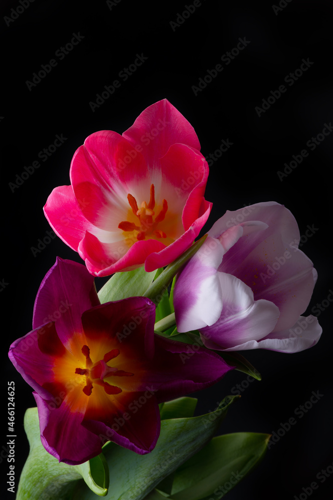 Blooming tulip flowers close up Blooming tulip flowers close up
