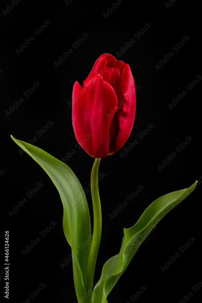 tulip on black tulip on black