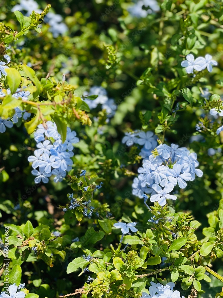 Obraz premium blossoming tree