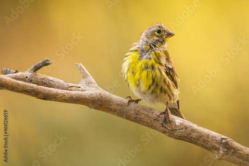 Close-up of an European Serin (Serinus serinus) perching on a branch with out of focus background. © xfgiro