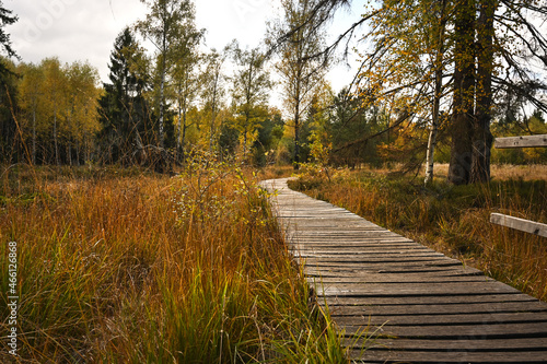 Straight wooden footbridge leading through a wild romantic swamp in the natural reserve Schönbuch, Southern Germany. 