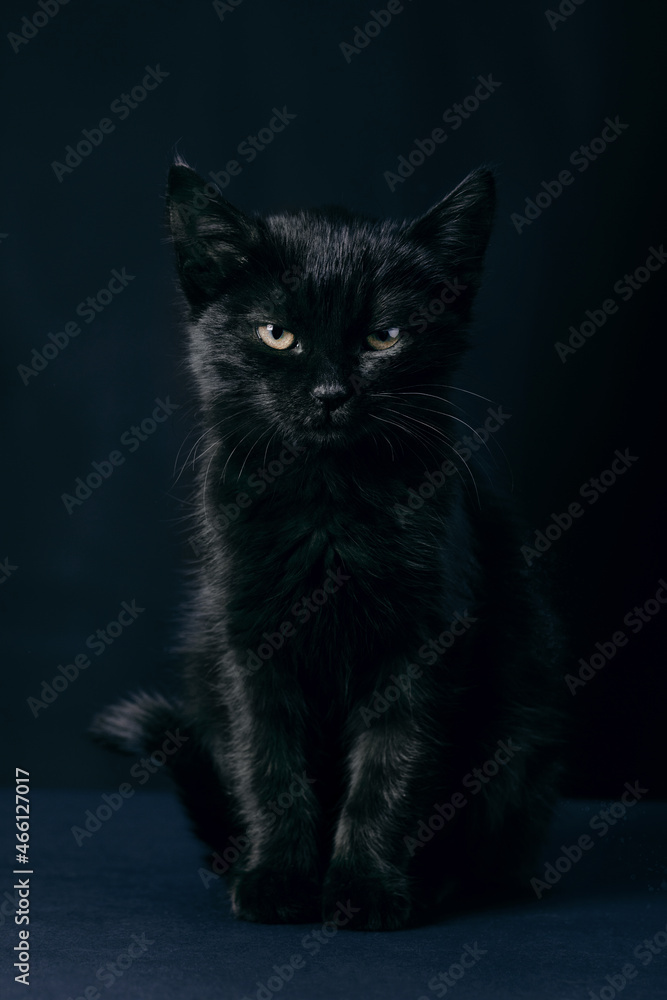 black cat standing over blue background, concept of friday 13th
