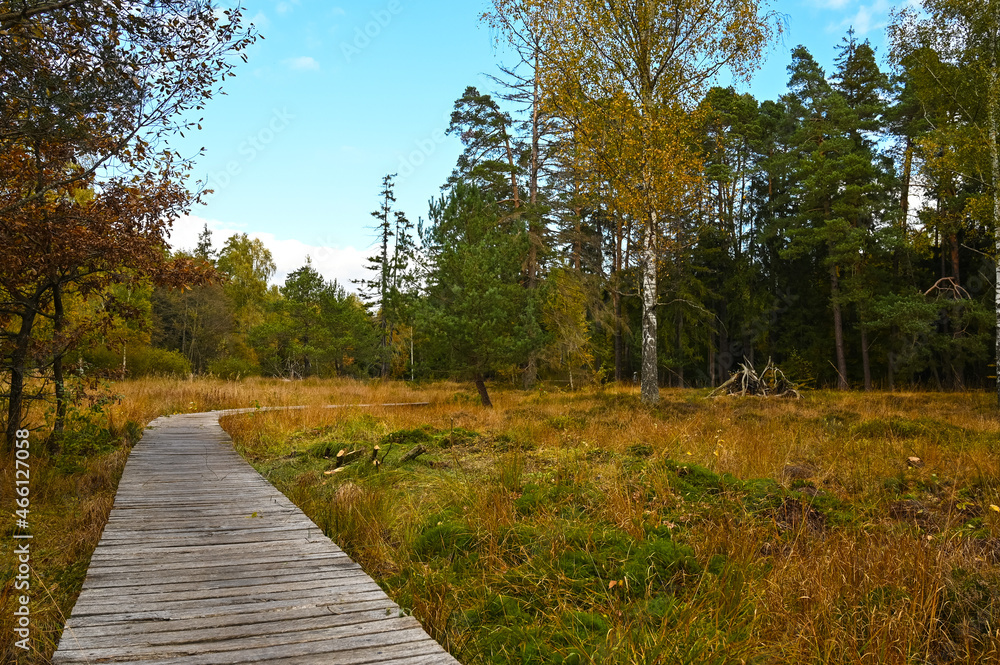 Straight wooden footbridge leading through a wild romantic swamp in the natural reserve Schönbuch, Southern Germany. 