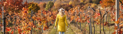 Принти на полотні Autumn vineyard