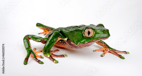 Giant monkey frog // Riesenmakifrosch (Phyllomedusa bicolor) 
