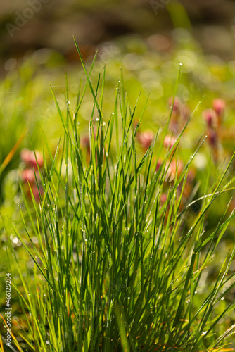 Grass in the morning light with the flowers background. Algarve Portugal.