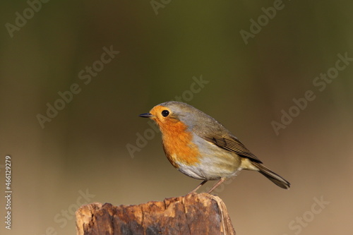 A European Robin perched on a post. © Andy Jenner 