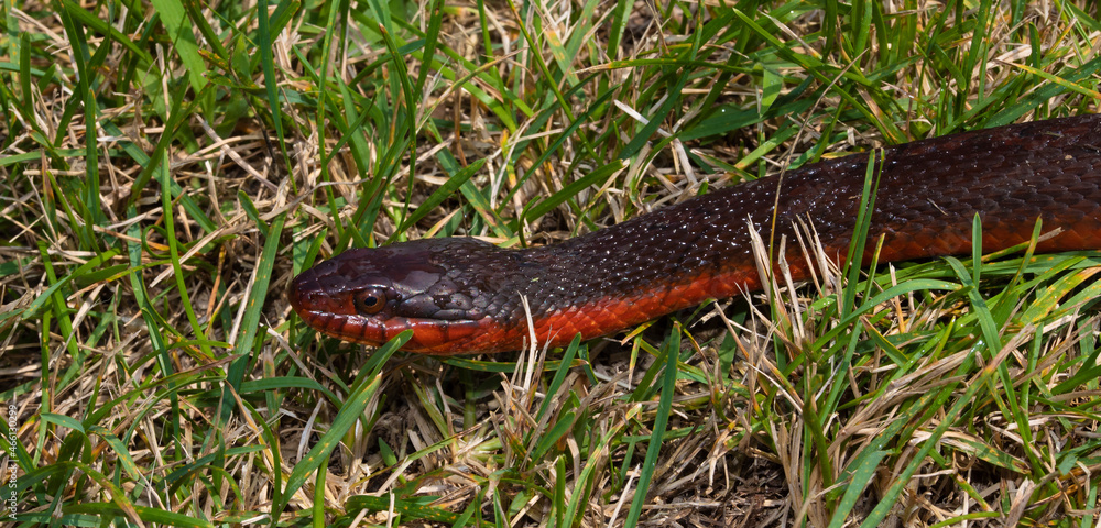 Snake slithering through the grass Snake slithering through the grass